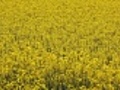 Canola field close up