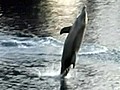 Dolphins caught &#039;tail walking&#039; in the wild