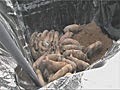 South Korea Burying Pigs Alive