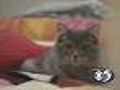 Cat Rescued After Getting Stuck In Toilet
