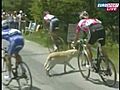 CAUGHT ON TAPE: Dog Hit During Tour De France