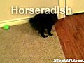 Dog Loves Horseradish