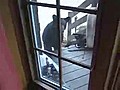 Brave Cat vs Bear