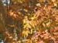 Businesses See Green In Fall Foliage