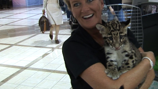 Zookeeper Unleashes Leopard ... at the AIRPORT