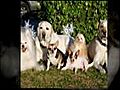 Dog Adoption Service Seal Beach,  Orange County, Rossmoor, LA