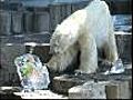 Japan polar bears cool off with ice