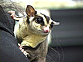 What Is a Sugar Glider?