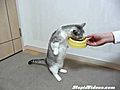 Cat Eats While Standing Up