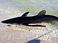 Graban a tiburón que salió hasta una playa