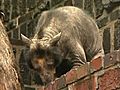 Il giallo degli orsi &quot;calvi&quot; allo zoo di Lipsia