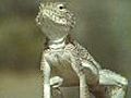 Solar powered lizards