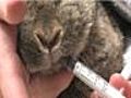 How To Give Medication To a Rabbit