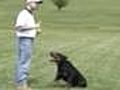 Taz Demonstrating Counting Command For Obedience Trainin