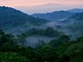 The Treetops of Borneo