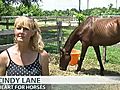 Cindy Lane from Hearts for Horses talks about rescued horses