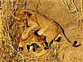 Big Cat Week - The Wounded Cub That Could