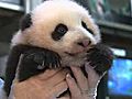 Panda Cub’s Eighth Exam