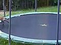 Un couple de Renard essai un trampoline