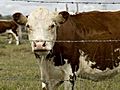 WA farmer prepares to cull 3000 cattle