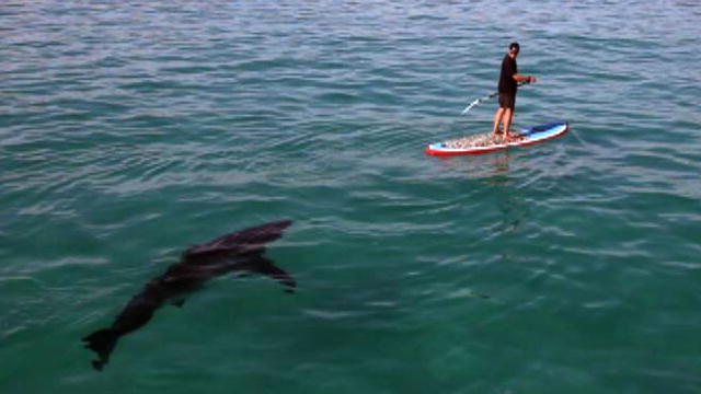 Shark Week: Paddling With a Shark