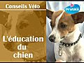 Comment bien éduquer son chien