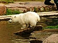 Polar Bear Play time