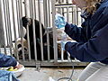 Animals: National Zoo Looks for Panda Pregnancy