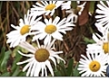 How to Grow Montauk Daisy