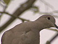 Royalty Free Stock Video HD Footage Close Up of a Bird in a Tree