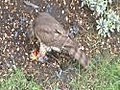 East Sheen Kestrel Snacking