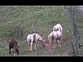 Horses 1 (Wide Screen) (2007)