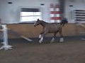 Show Jumping Horse Askarino