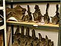 Inside a Museum: Hidden Dinosaur Bones Revealed