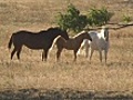 Horses