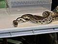 Caring for a Ball Python