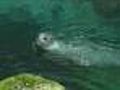 Concern Over Lost Seal In Charles River
