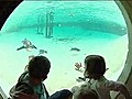 Penguins chill in new pool