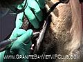 Granite Bay Veterinarian Bullmastiff oral tooth extraction