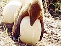 Mongoose Can’t Open Egg