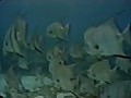 Key Largo UnderWater Dive Reefs DVD