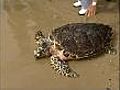 Thailand’s turtles are bid farewell