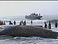 Mexican Navy saves whale