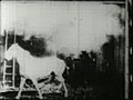 1896 : Incendio in una stalla