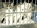 Animal Shelter Sees Influx Of Strays