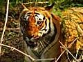 Tourist menace in Corbett National Park