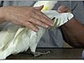 Bird Care - How to Clip Wings