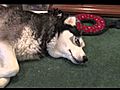 Husky in Pug’s Dog Bed