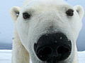 Polar Bear: Spy on the Ice: Polar Bear Spy Cameras