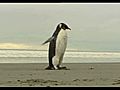 Raw Video: Penguin stranded on New Zealand beach